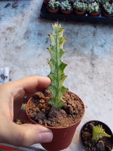 Euphorbia trigona crema menta - euphorbia,