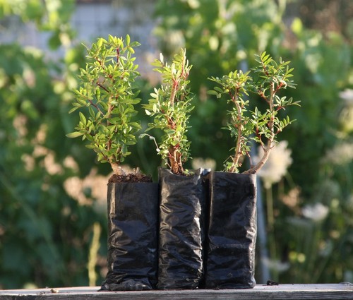 Piantine miste prebonsai - piantine,