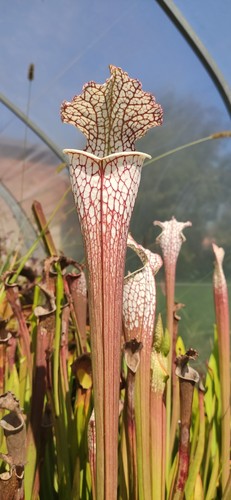 L47mk sarracenia leucophylla - l47mk,