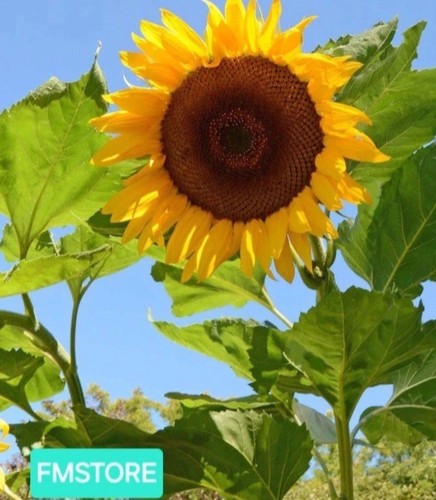 Girasole gigante sunflower - -,