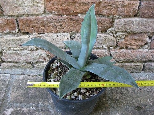 Agave americana var - var.,