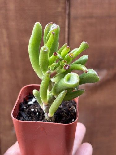Crassula ovata ogres ear - 'ogres, ear'