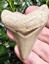 Lee Creek Megalodonte Dente di
