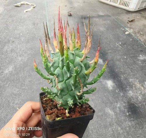 Euphorbia schoenlandii radice