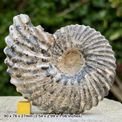 Rare hoplites dentatus fossil - rare,