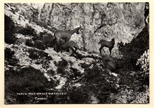 PARCO NAZIONALE D'ABRUZZO CAMOSCI  VIAG.1961