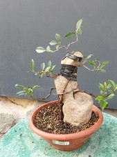 Bonsai Ficus 40x14cm