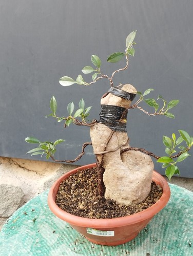 Bonsai ficus 40x14cm - bonsai,