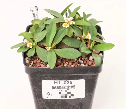 Vaso pianta rara cactus - 9,