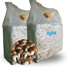 2 PANETTI FUNGHI PIOPPINI AGROCYBE AEGERITA SET COLTIVAZIONE MICELIO FUNGO 3 KG
