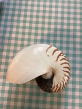 Conchiglia vera tigre camerata