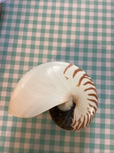 Conchiglia vera tigre camerata