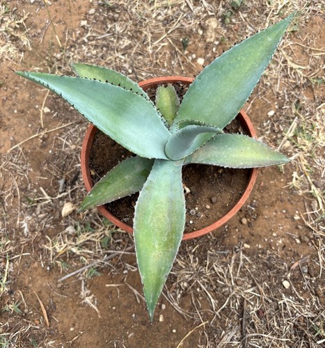 Agave guiengola succulenta - agave,