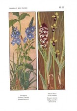 Stampa antica FIORI LIBERTY VERONICA e ORCHIDEE botanica 1922 Antique print