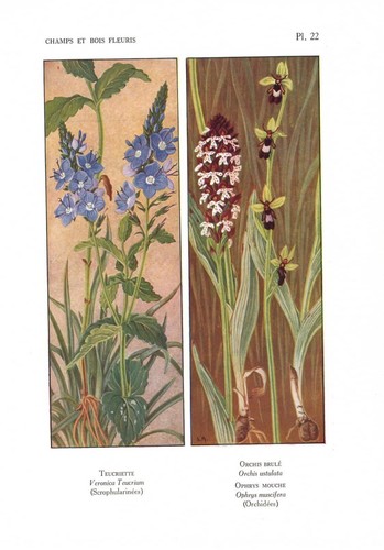 Stampa antica fiori - antica, liberty