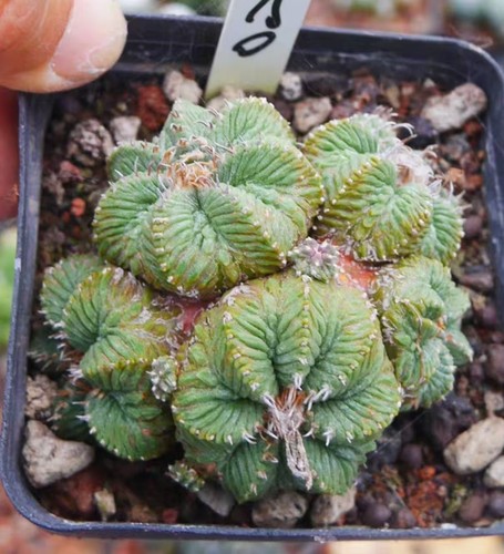 Vaso pianta rara cactus - vaso,
