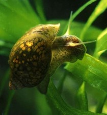 Lumaca lumache acquario - 15,