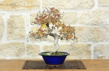 Bonsai carpino coreano - di,
