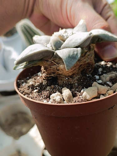 Ariocarpus cactus succulente - cactus,