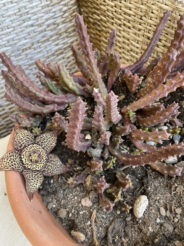 Stapelia variegata fiore - stapelia,