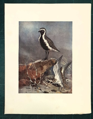 Stampa antica uccelli - antica,