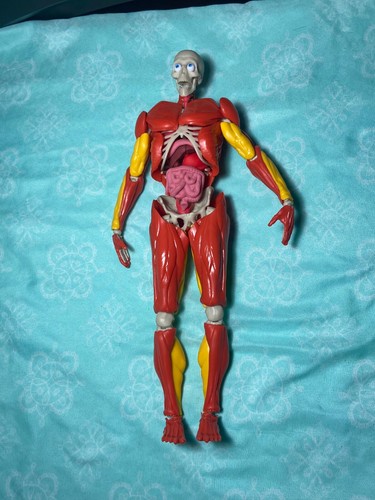Puzzle interattivo corpo - 3d,
