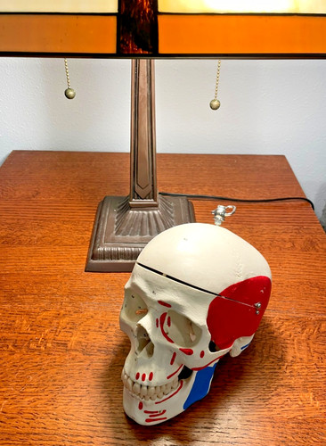 Modello anatomico cranio umano