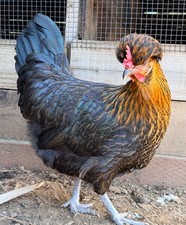 SHETLAND HEN Hatching Eggs (6)