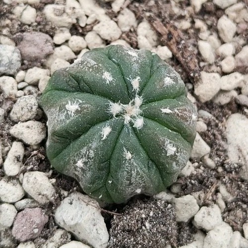 Astrophytum asterias kikko - astrophytum, cv.