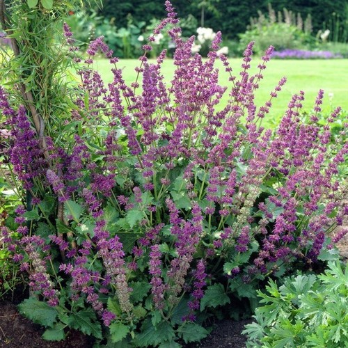 Salvia verticillata seёds - salvia,