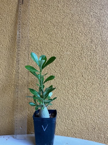 Adenium obesum compatto