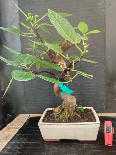Bonsai fico 49 cm visita - bonsai,