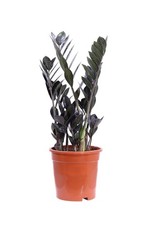 Pianta di Zamioculcas Zamilifolia Raven vera ornamentale da arredo interno