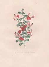 Templetonia Australia Litografia Botanica Van Geel Sertum Botanicum 1829
