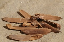 ALBERO DEI TULIPANI -