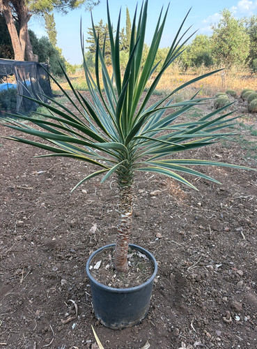 Yucca aloifolia marginata - aloifolia,