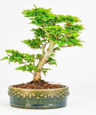 Bonsai di Acero Testa di Leone