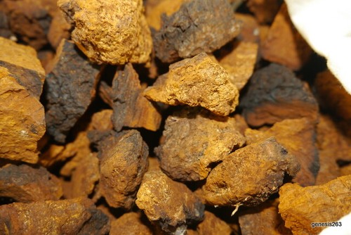 100 fungo chaga чага - 100, g