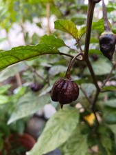 SEMI CAROLINA REAPER PURPLE