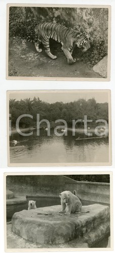 1937 roma giardino - giardino, zoologico
