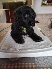 Vendita cucciola di pastore