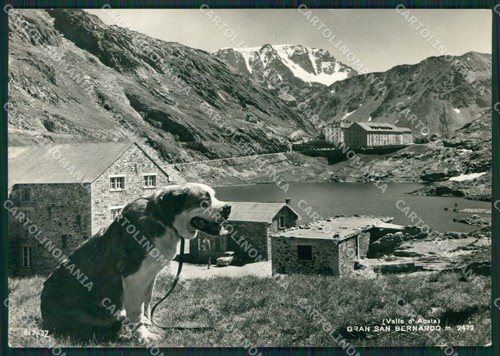 Aosta gran san bernardo - gran,