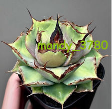 8-12 cm Agave Titanota Pantera