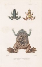 Bombinator Frosch Frösche