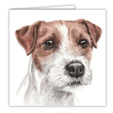 Parson jack russell - parson, terrier