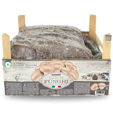 KIT COLTIVAZIONE FUNGHI CHAMPIGNON FUNGO PRATAIOLO PORTOBELLO con TERRICCIO 8 kg