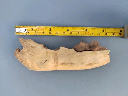 Cave bear fossil - cave, section