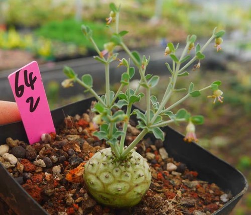 Rara pianta cactus - rara,