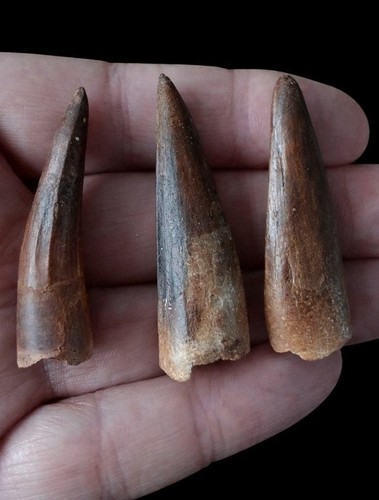 Lotto denti spinosaurus cm - lotto, 3