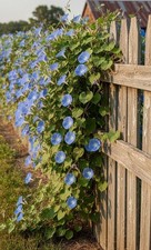 Bs1763xy morning glory - bs1763xy, mavi